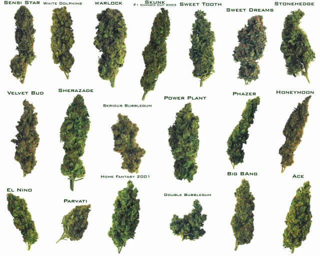 Different Strains Of Weed Chart
