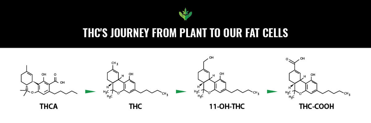 11-Hydroxy-Metabolite (11-OH-THC) Infograph