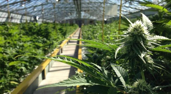 Growing Marijuana: Indoor or Outdoor? growing marijuana, growing cannabis, pot plants, marijuana strains