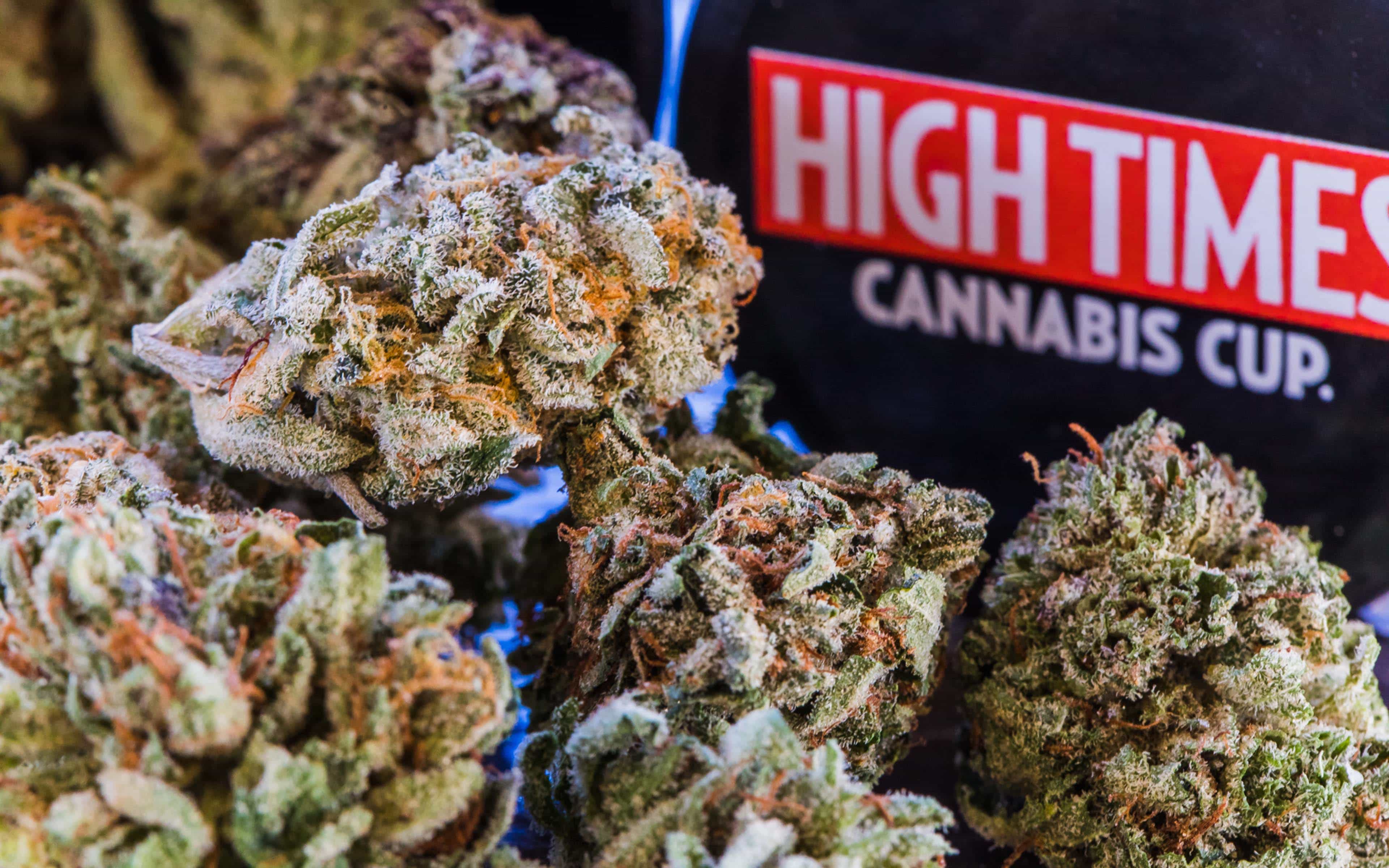 cannabis cup, cannabis cup winners, high times