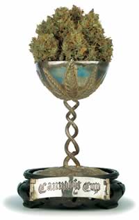 cannabis cup, cannabis cup winners, high times