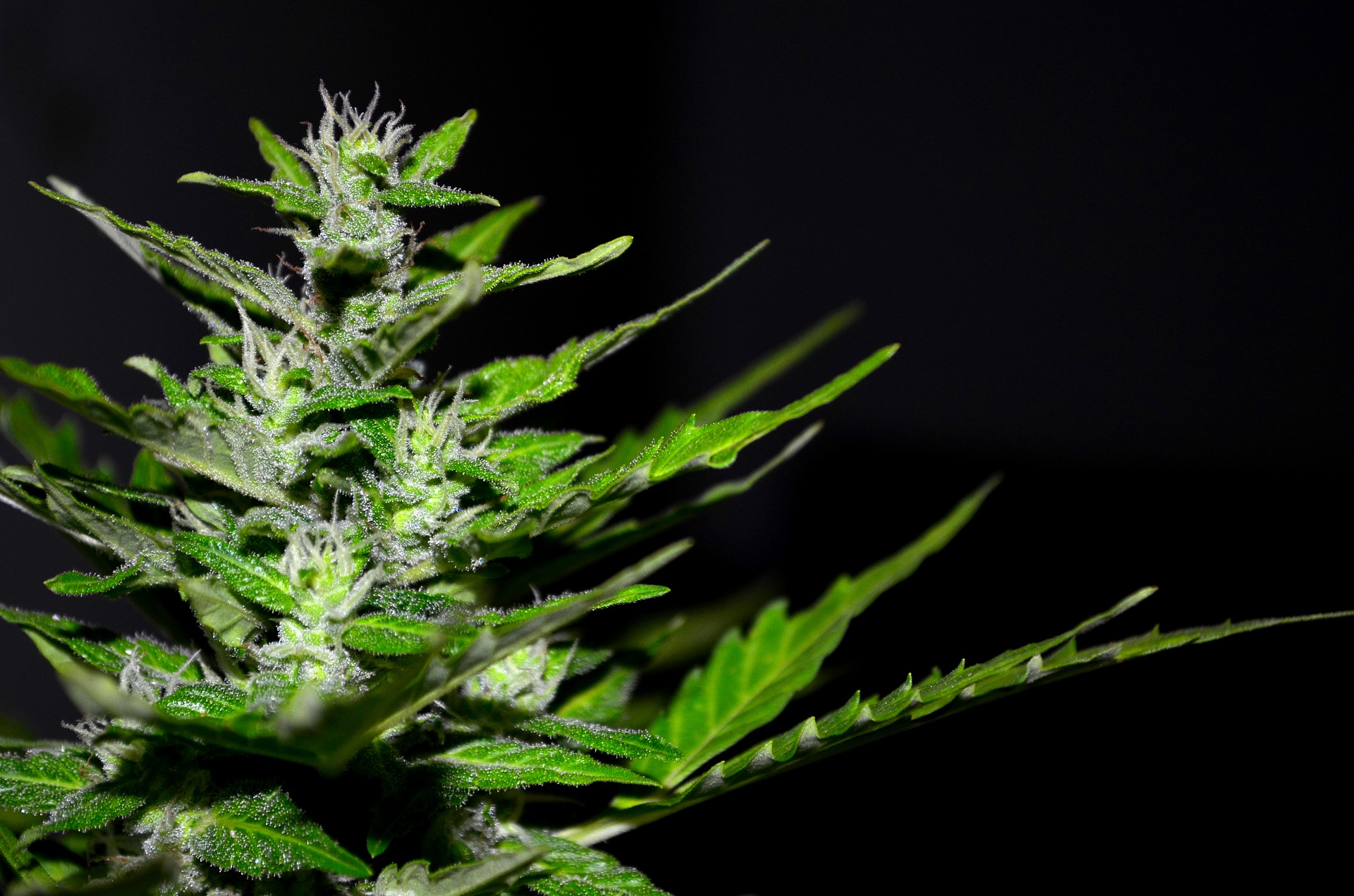 cannabis, herbal dispatch