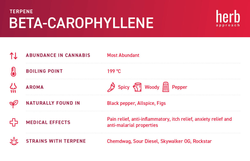 Caryophyllene terpene chart