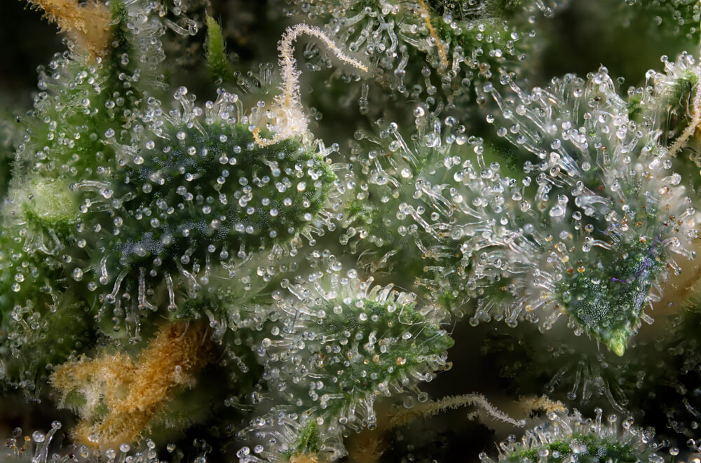 trichomes vs terpenes