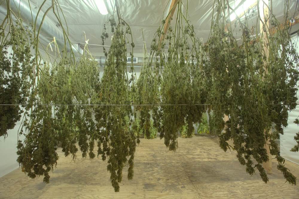 curing-cannabis-properly