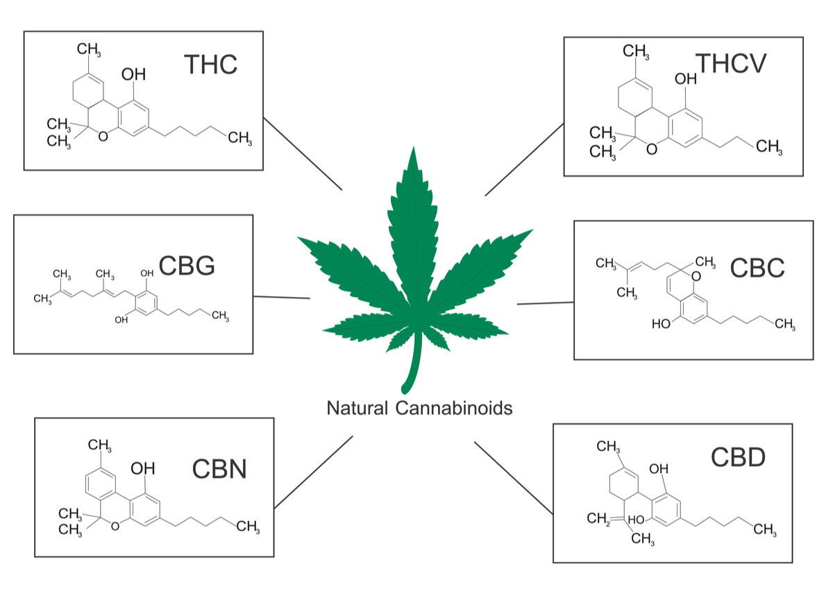 cannabinoids of cannabis