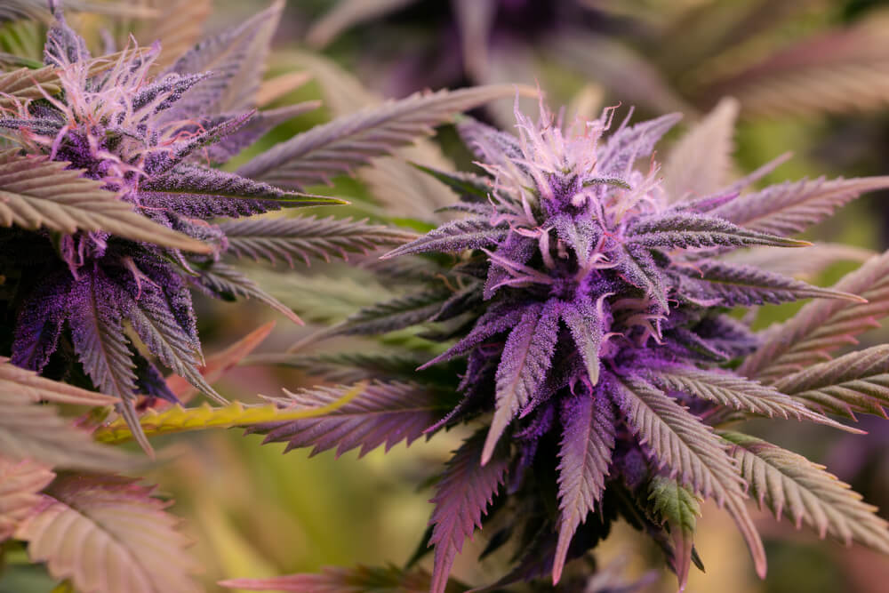 Purple cannabis