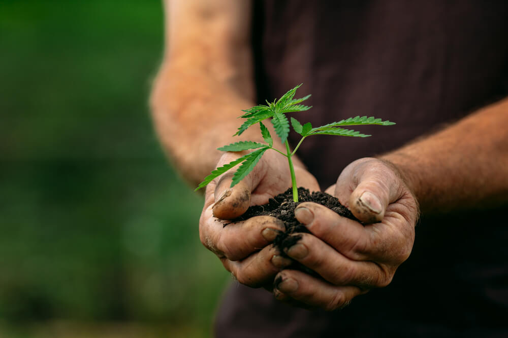 northern lights strain grow