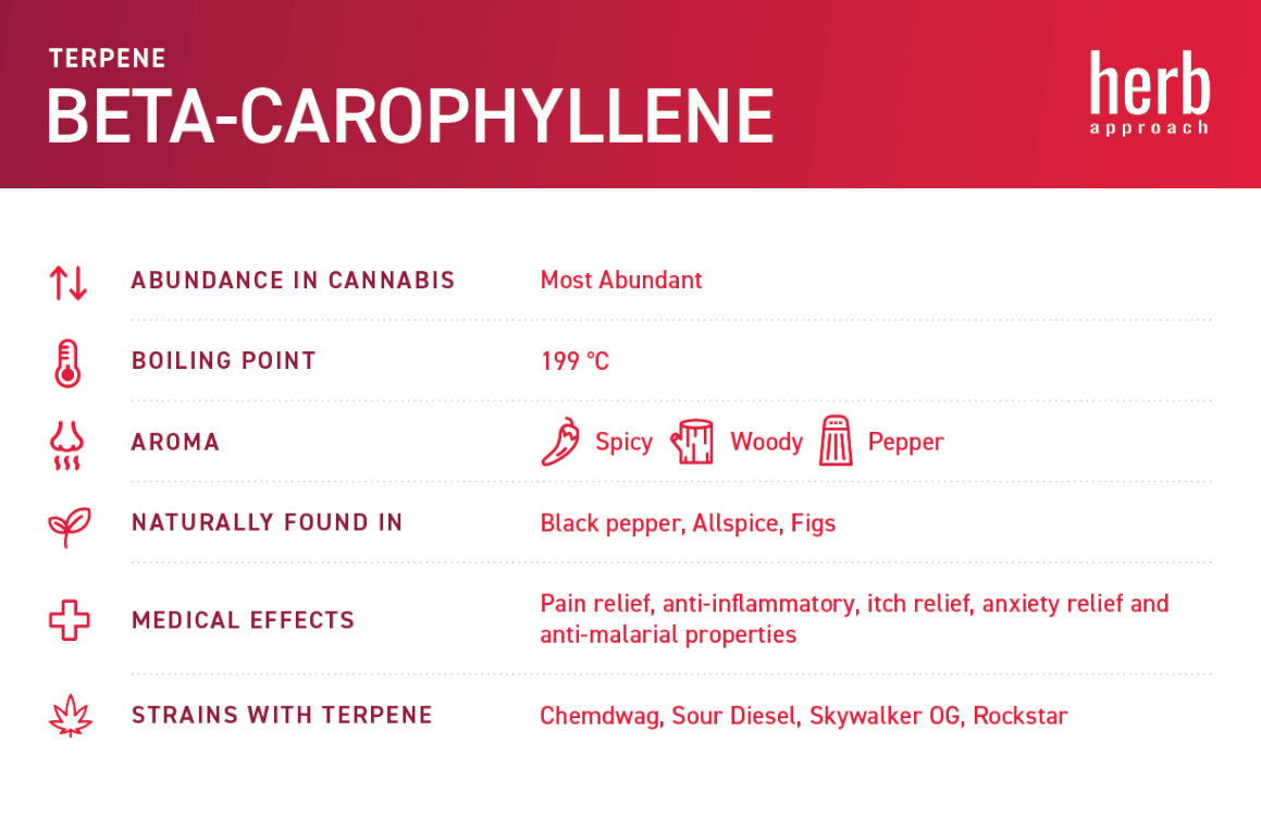 beta carophyllene infographic