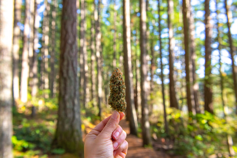 herb approach vs bc cannabis stores