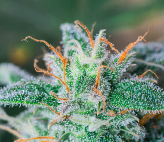 What is Delta 8 THC and its Benefits? Delta 8 THC