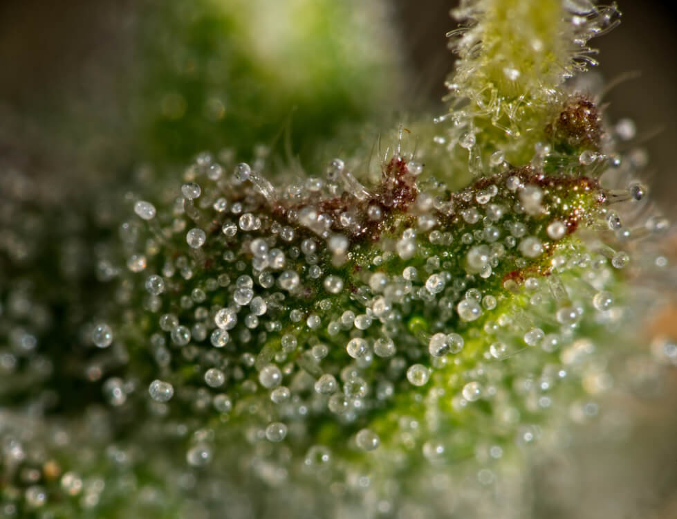 the function of trichomes