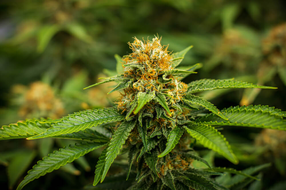 cannabinoids in cannabis
