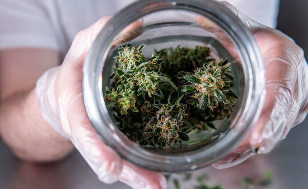 how to keep cannabis fresh