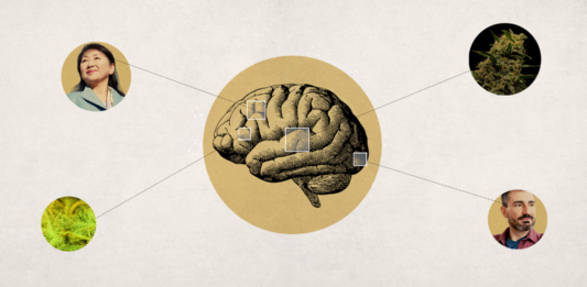 New Study Suggests Weed Brain Benefits Weed Brain Benefits