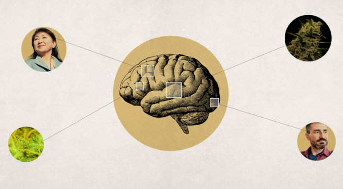 New Study Suggests Weed Brain Benefits Weed Brain Benefits